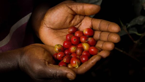 HURACAN COFFEE Salvadoras Los Bellotos kava 350g - Image 2
