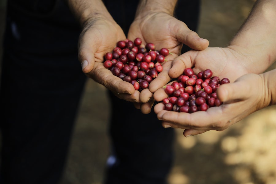Brazil Swiss Water Decaf kavos pupelės 500g | 100 % Arabica be kofeino - Image 3